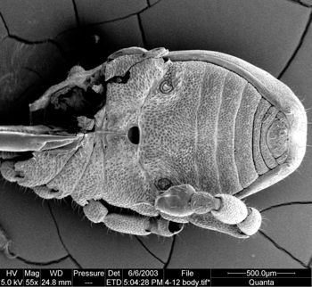 Media type: image;   Invertebrate Zoology 134640